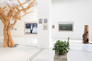 Today I would like to be a Tree | Studio la Citt, Lungadige Galtarossa, 21 - Verona 37133