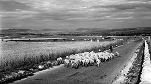 YAN, 1956. Jean Dieuzaide e il suo viaggio in Sardegna | Museo della Vita e delle Tradizioni Popolari Sarde, Nuoro